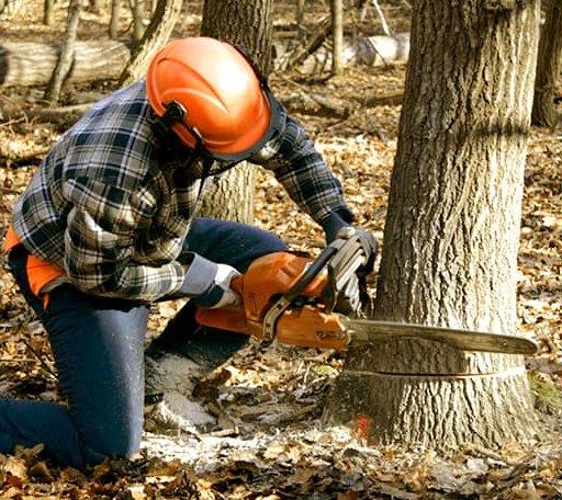 Tree Removal in Brownell, KS